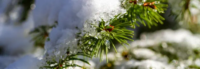 Der Schnee zerrinnt
