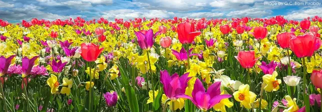 Ich lieb den Frühling Text Noten