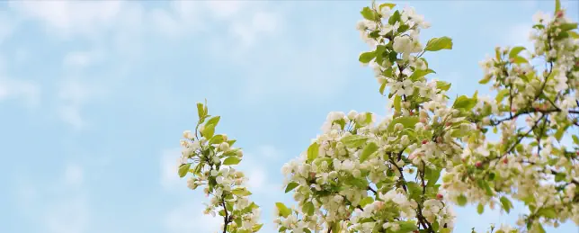 Komm lieber Mai und mache Text Noten
