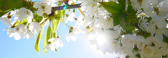 Nun scheint die Sonne Text Noten